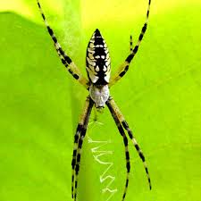 Spider on a flower spike in tamu holistic garden in texas a and m university. Yellow Garden Spider Arthropod Museum