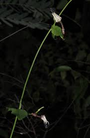 Image result for Ceropegia nilotica