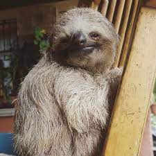 100 Unbearably Cute Sloth Pics To Celebrate The International Sloth Day Cute Sloth Sloth Sloth Lovers