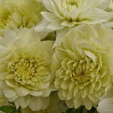 Dahlia flowers for sale cheap. Dahlias Bulk Flowers Blooms By The Box