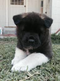 In the kennel are now other mo. Akita Puppy For Sale California