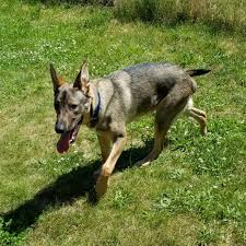 Pets at german shepherd dog rescue of michigan. Pet Of The Week Adopt Maax An 8 Month Old German Shepherd Mix Mlive Com