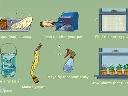 Getting rid of flies is easier than you think. How To Get Rid Of Flies