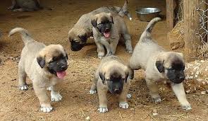 Kangal Kopeklerini Calani Bul Arabayi Al