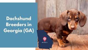 Dachshund skin conditions dachshund skin conditions are relatively common for this breed of dog. 16 Dachshund Breeders In Georgia Ga Dachshund Puppies For Sale Animalfate