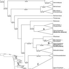 Image result for Ochthocharis dicellandroides