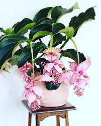 Buying Rare Plants In 2020 Buy Plants Online Plants Rare Plants