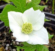 Since not all plants are available at the nursery at any given time, please contact us for current availability before coming to the nursery. Glaucidium Palmatum Album Botanically Inclined Seed Adventures