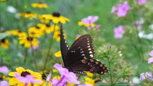 Maybe you would like to learn more about one of these? The Well Dressed Garden Best Flowers For Butterflies