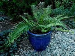 Image result for Pteris similis