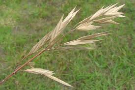 Image result for Bromus catharticus
