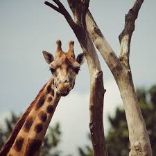 Sabias Que As Girafas Dormem 2 Horas Por Dia Que Vao Dividindo Entre Sestas De 5 E 10 Minutos Animals Giraffe Nature Design