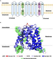 Exiguobacterium Acr3 protein model. (A) Topology of the Acr3 protein.... |  Download Scientific Diagram