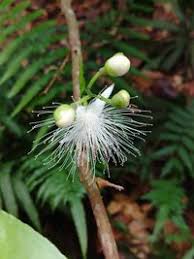 Image result for Lecythidaceae