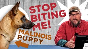 How do i stop my puppy from biting me all the time. My Malinois Bites Me All The Time The Jaded Dog Trainer Youtube