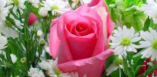 See more ideas about rose wallpaper, wallpaper, flower wallpaper. Amazon Com Pink Rose Wallpaper Appstore For Android