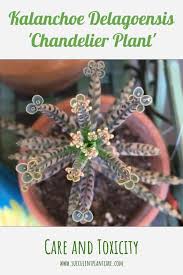 Kalanchoe Delagoensis Chandelier Plant Mother Of Millions Care And Toxicity Plant Care Plant Care Houseplant Plants