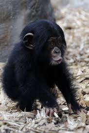 Cute Little Baby Ape Cute Baby Animals Baby Animals Cute Animals
