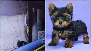 Puppy paws can provide you with just the right food for your dog's growth stage, quality clothing to keep them warm and dapper, grooming products so they are always presentable and training items to help with your companion's manners. Dog Gone Shame Couple Allegedly Stole One Month Old Yorkie From Marine Park Pet Store Brooklyn Paper