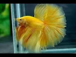 Filter air aquarium sangat berguna sekali dan mempengaruhi tingkat kejernihan air dalam aquarium. Aneka Macam Ikan Cupang Hias Youtube