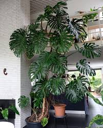 If You Have The Space Let Your Monstera Take Over Big Indoor Plants Plant Decor Indoor House Plants Decor