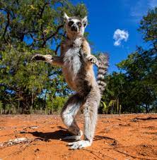 Madagaskar entwickelte durch die abtrennung von afrika eine einzigartige tierwelt und pflanzenwelt. Katta Lemur Madagaskar Jigsaw Puzzle In Tiere Puzzles Auf Thejigsawpuzzles Com