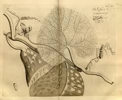 Image result for Lagenaria rufa