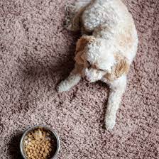 Maybe you would like to learn more about one of these? Bravo Raw Dog Food Was Just Recalled For Salmonella And Listeria Risks Self