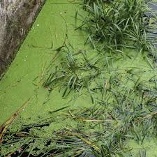 Image result for Lemna