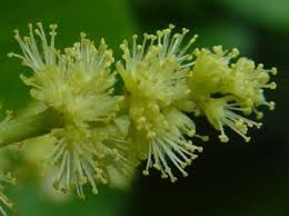 Image result for Trimeria