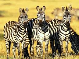 Africa Wild Life Wild Life Adventures African Wildlife African Animals Zebras Animal Zebra Pictures