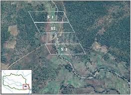 Image result for Cyphostemma spinosopilosum