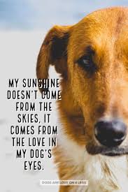 My Sunshine Doesn T Come From The Skies Dog Dog Quotes Inspirational Quotes Funny Quotes Life Quo Dog Quotes Dog Quotes Funny Dog Quotes Inspirational