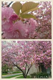 Check spelling or type a new query. Plant Identification Closed Light Pink Flowering Tree 1 By Eagreen84
