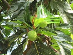 Image result for Moraceae