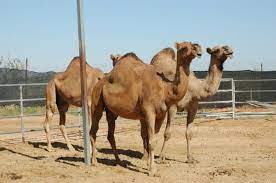 Visit camels at bahrain's royal camel farm. Pin On Oh The Places I Could Go