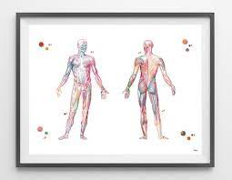 Almost every muscle constitutes one part of a pair of identical bilateral. Muscular System Watercolor Print Anatomy Art Human Muscles Etsy Anatomy Art Anatomy Art Human Human Figure Drawing