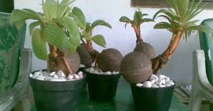 Kelapa yang memiliki nama latin cocos nucifera merupakan. Bagaimana Memulai Usaha Bonsai Kelapa Ketahui 5 Tips Berikut Ini Bisikanbisnis