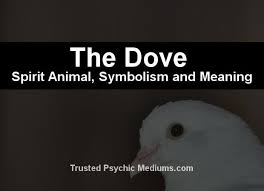 The Dove Spirit Animal A Complete Guide To Meaning And Symbolism