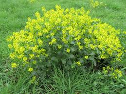 Image result for Tragia rupestris