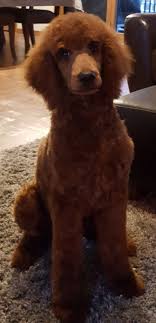 A delightful peanut butter candy with nuts and coconut, all dipped in i had never heard of poodle doodles until after my husband and i were married and i went to a day of. My Red Standard Poodle S First Full Groom 16 Weeks Old Poodle Standard Poodle Pets