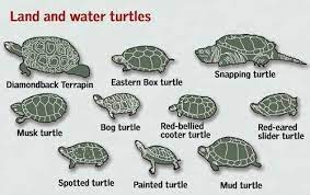 Wildlife Pets Type Of Turtle Land Water Species Differences What To Know Visual Guides Facts Pet Turtle Types Of Turtles Turtle