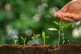 L Urine Un Engrais Efficace A Utiliser Au Jardin Et Au Potager Engrais Naturel Engrais Jardinage