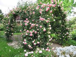 Michael marriott picks his favourite climbing and rambling roses for shade. Climbing Roses