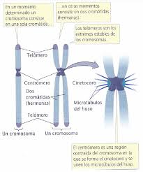 Een spiercel zorgt bijvoorbeeld voor beweging van een dier, een cel in een blad zet zonlicht om in energie. Cromosomas Y Adn Durante El Ciclo Celular Blog De Biologia