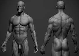Our reference poses are produced using a combination of raw scan data projection and automatic topology generation using zremesher. Male Anatomy Reference By Adamskutt Realistic 3d Cgsociety
