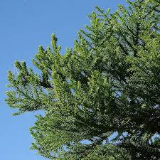 Image result for Araucaria cunninghamii
