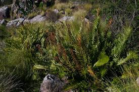 Image result for Blechnum tabulare