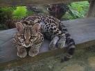 Know Your Cat - Geoffroyaposs Cat