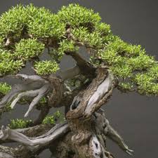 Image result for Pemphis